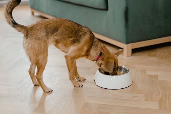 כלבים והרגל המוזרה: למה הם אוכלים קקי?