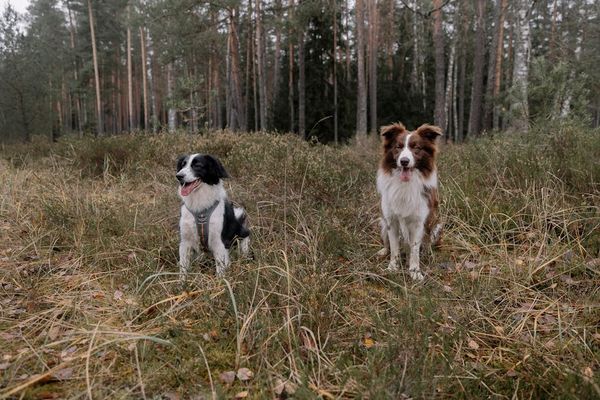 מה מגוון הכלבים המצויים בעוקץ