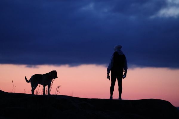 מיסתורין הרעדה של הכלבים: עומק המחקר