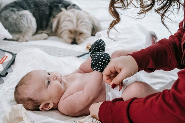 מומחה להרגעת כלבים: הדרכה ואימון