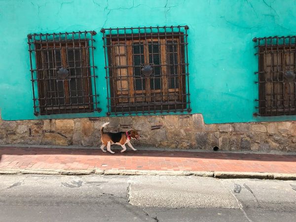 האם כלבים יכולים לראות צבעים? נתח של הבנה