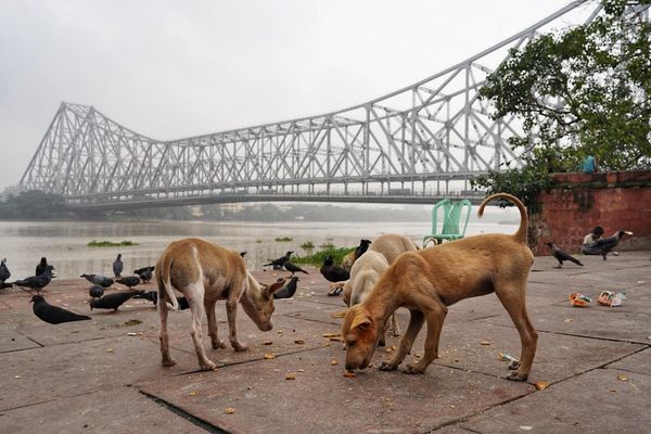 אל תגע, זה שלי: מדוע כלבים אוכלים את צואתם