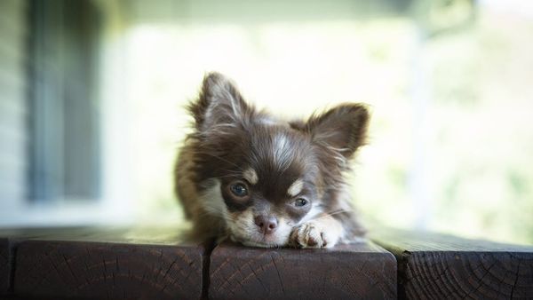 ההזנה של גורי כלבים: מתי, כמה ומה?