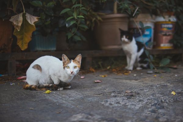 בין התקנות והמוסר: למה אסור להאכיל חתולים