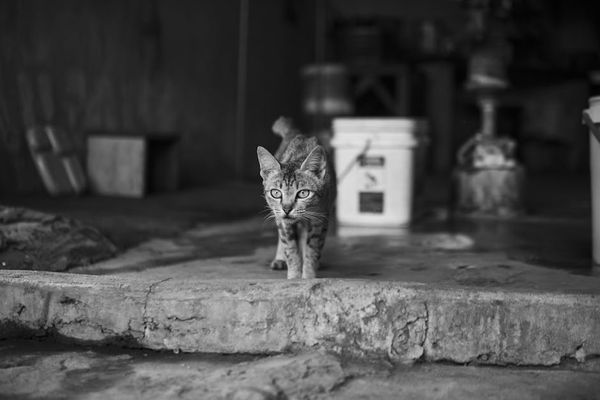 אמיתות על החיים של החתולים: המדריך למקצוען