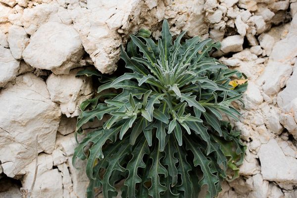 פרקים בחייהם של החתולים: עד איזה גיל הם גדלים?