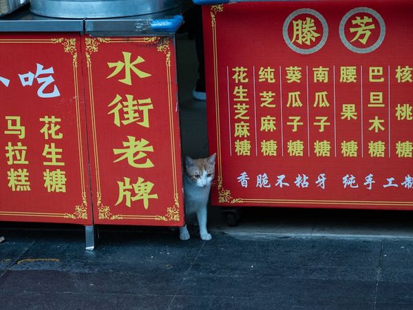 מומחה לחתולים: אלף סודות ותובנות