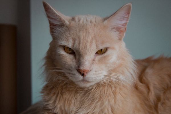 מסתורין של הנשיכות: למה חתולים נושכים?