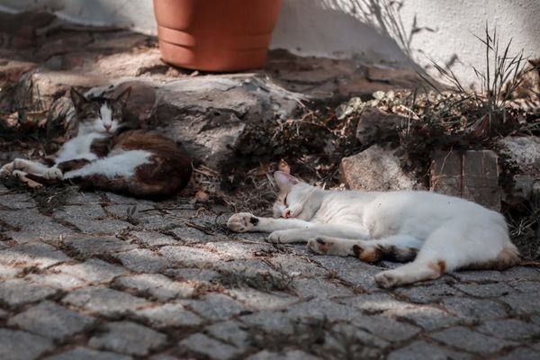 מומחה לזיקלוגיה של חתולים - מדעי ההתנהגות של החתולים הנעלמים