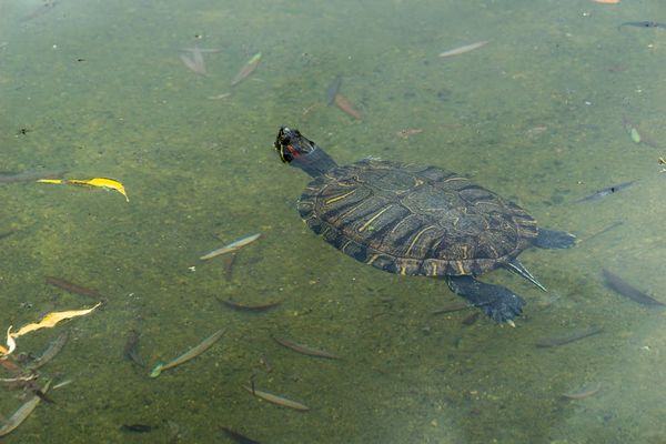 הדרכות של חפשנים: הכרת ההיבה של ישנים של דגים.