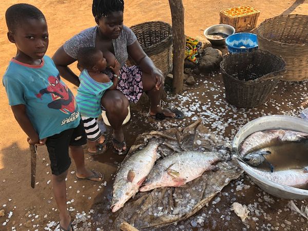 התכנית המיטבית להאכלת דגים